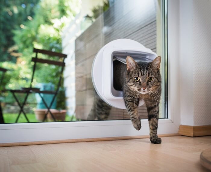 De 7 beste kattendeuren, portalen, kleppen en elektronische deuren