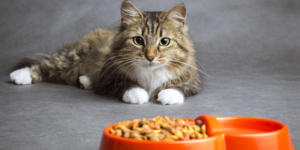 De 7 beste visvrije kattenvoer voor gevoelige katten