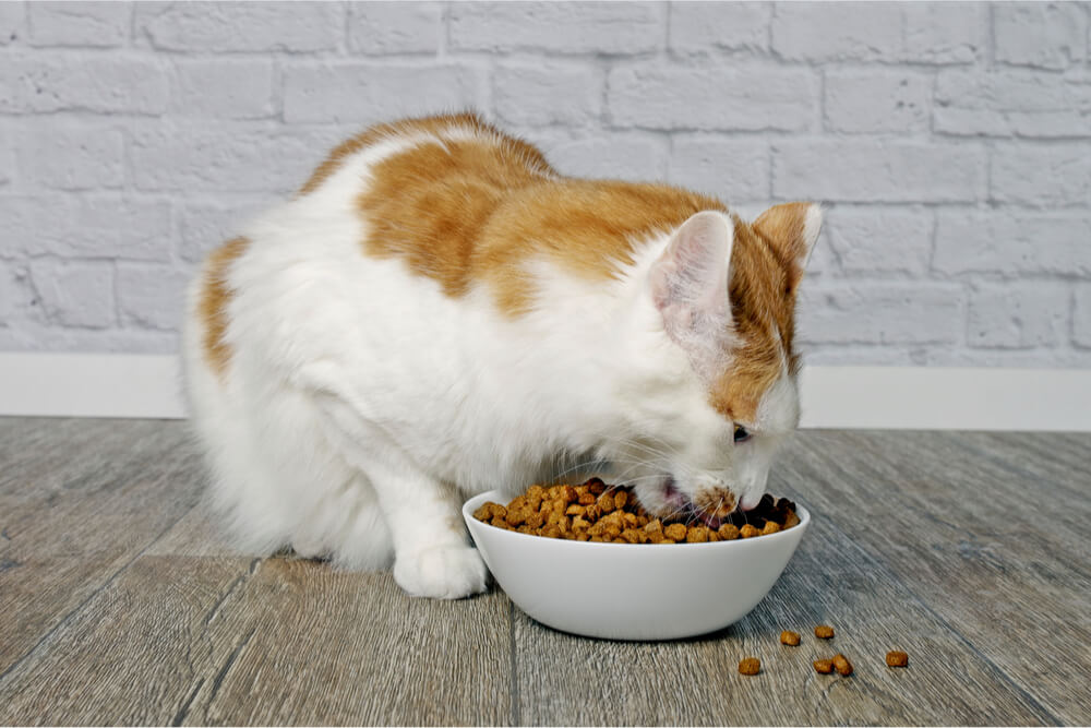 Oranje en witte kat die droogvoer eet