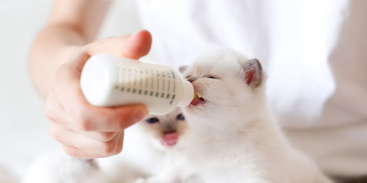 De complete gids voor flesvoeding van kittens