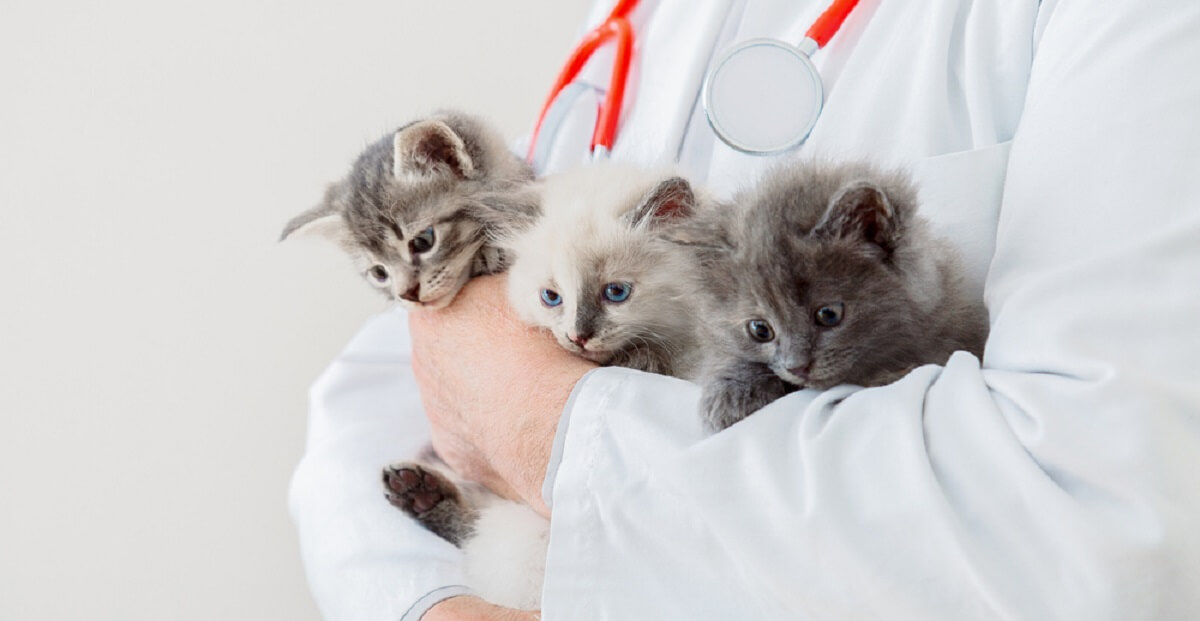 Feline Immunodeficiency Virus (FIV): Symptomen, Oorzaken, Diagnose & Behandeling