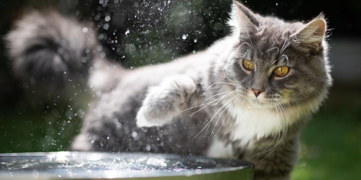 Hebben katten echt zwemvliezen?