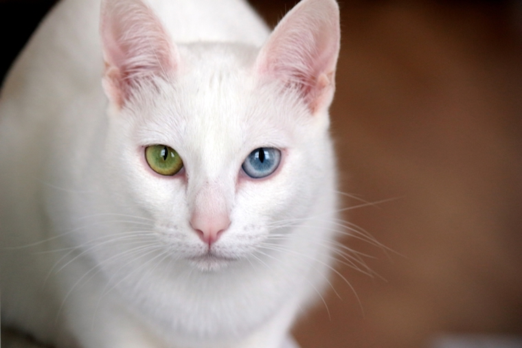 Khao Manee witte kat met heterochromie