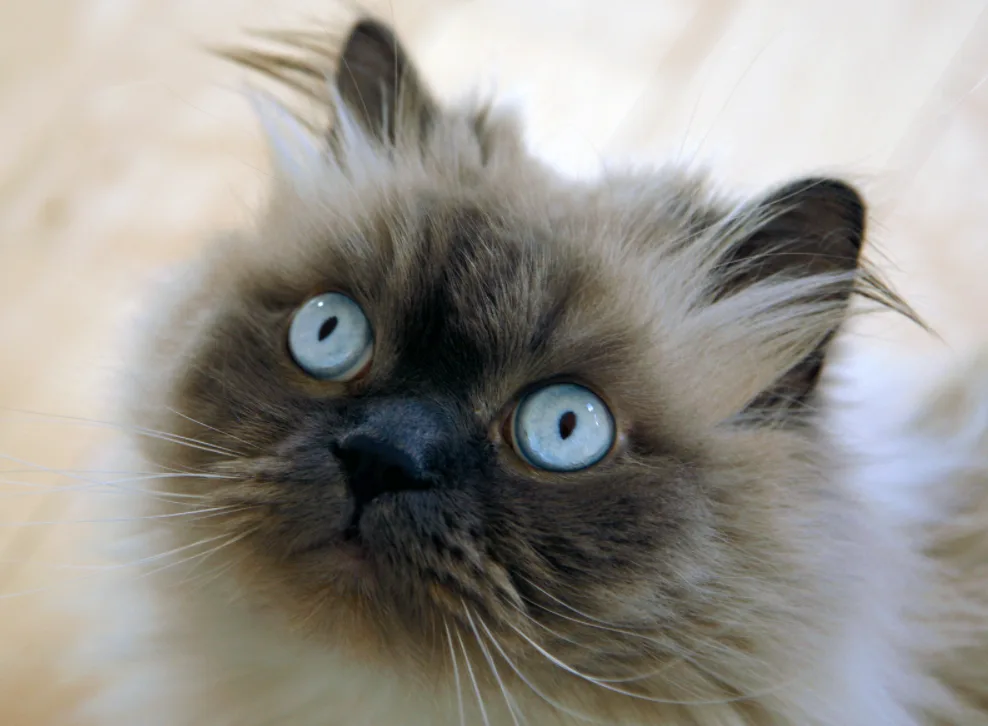 Himalaya kat met blauwe ogen