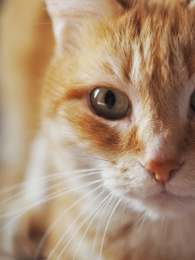 oranje tabby kat met roodheid van de ogen - hoe cat eye infecties te herkennen
