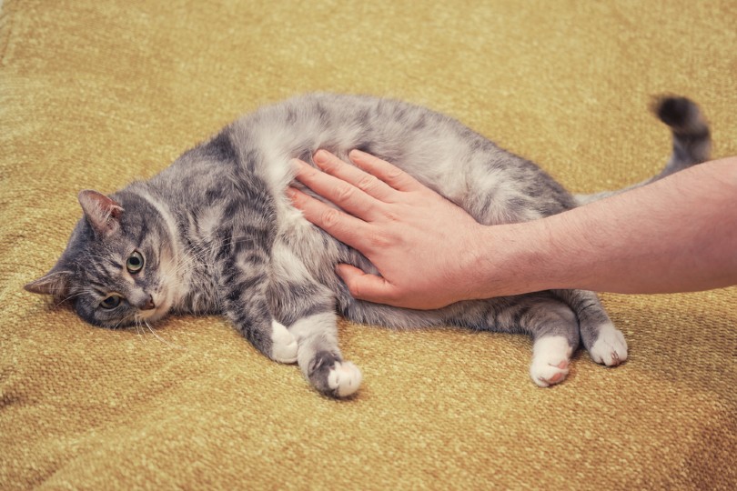 Een man aait een kat met de hand op een zere buik