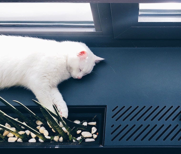 witte kat die in een zonnige vensterbank ligt - huidkanker bij katten