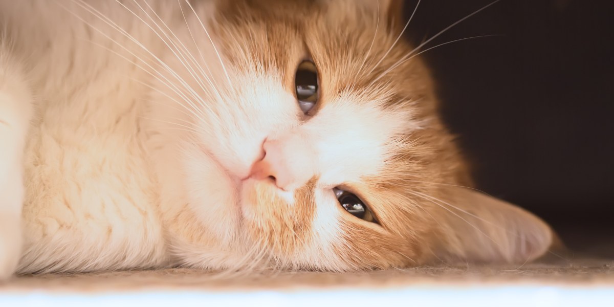 Hoe katten te helpen omgaan met verdriet