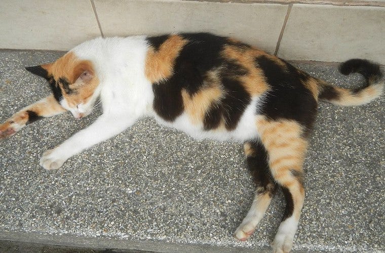 Calico-kat die slaapt met gezwollen buik - hoe te zien of een kat zwanger is