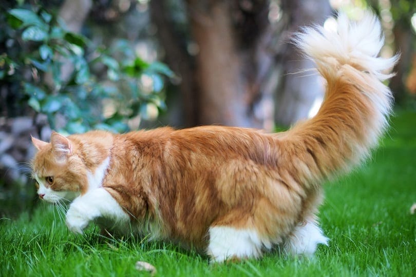 oranje langharige poppengezicht traditionele Perzische kat