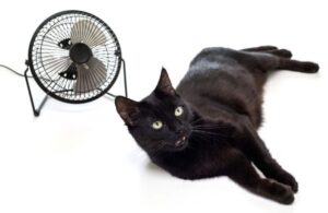 Houd uw kat binnen tijdens het heetste deel van de dag