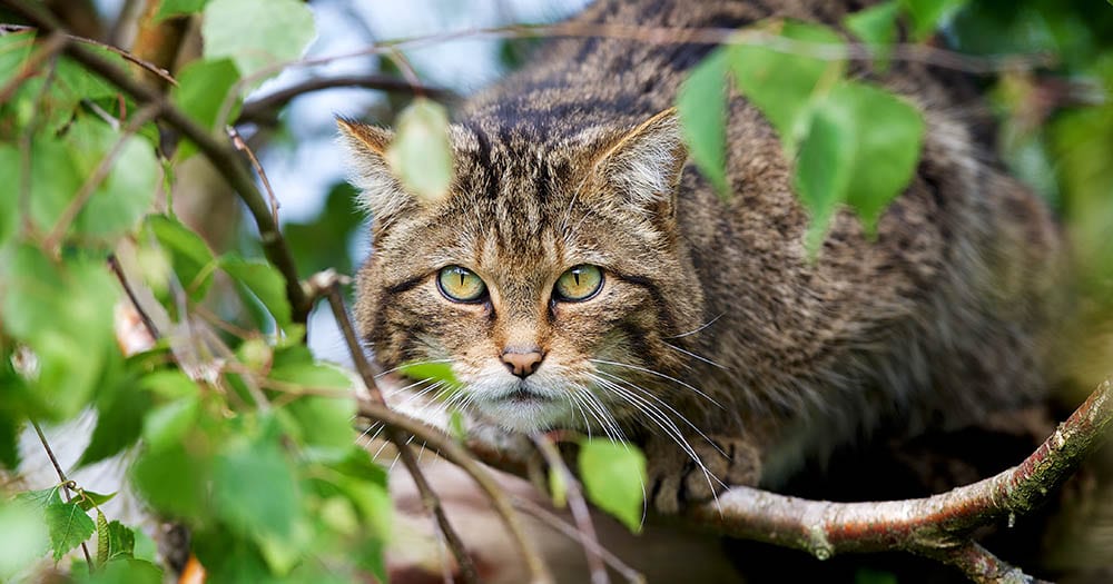 Schotse Wildcat