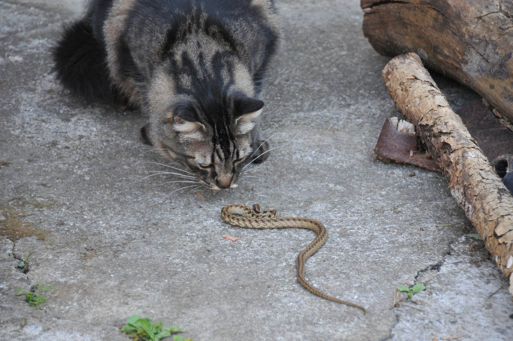 kat die naar slang staart