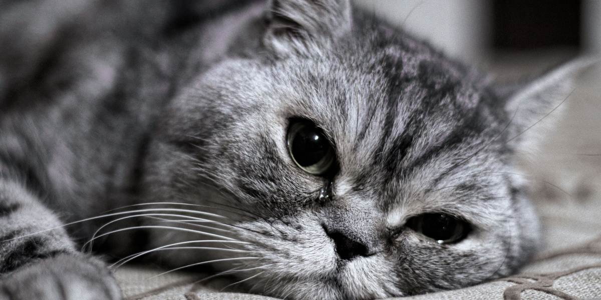 Huilen katten tranen als ze verdrietig zijn of pijn hebben?