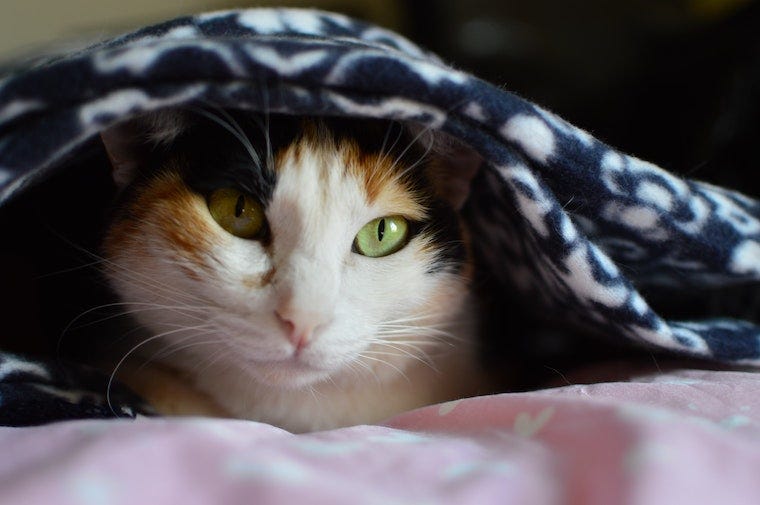 Oranje en witte kat met groene ogen onder een deken - waarom gaan katten onder dekens?