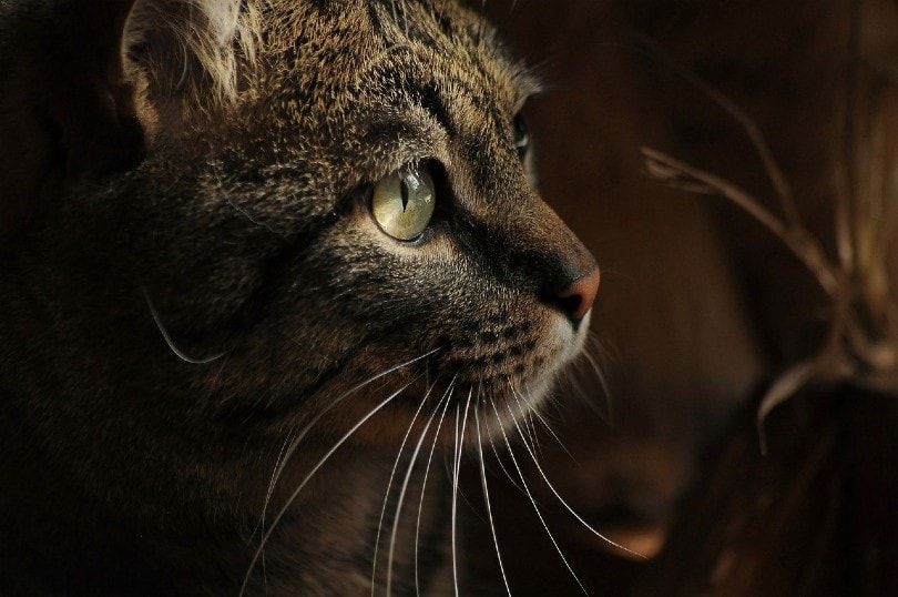 close-up van een kattenoog