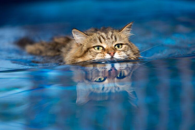 huiskat zwemmen