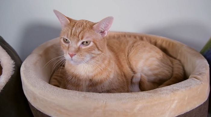 K &h Thermo Kitty Cat Bed Review