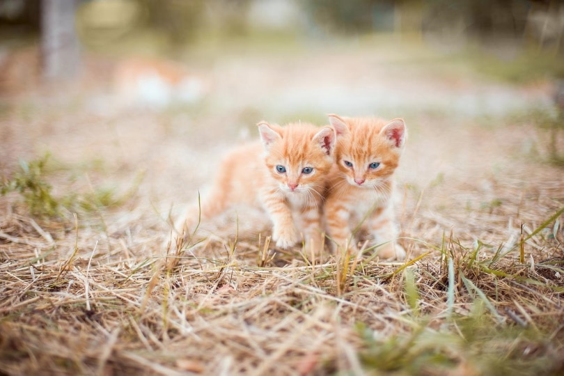 Twee oranje kittens die in hooi staan