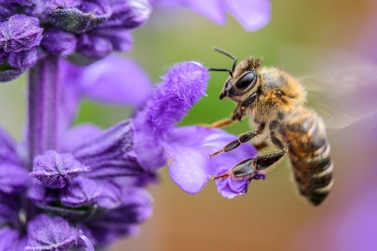 Honingbij bij een paarse bloem