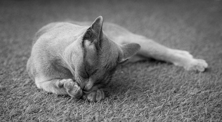 grijze kat die likt en kauwt op zijn poot - kat gestoken door een bij