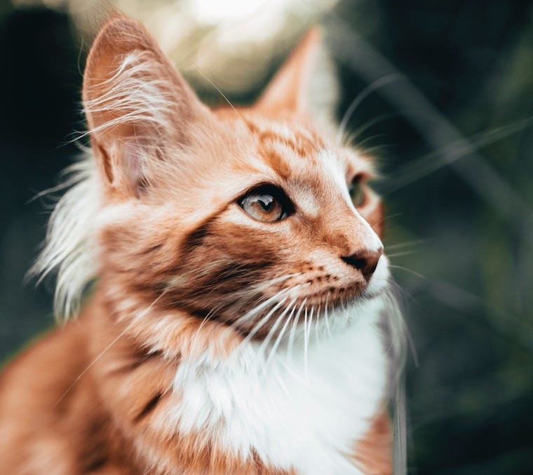 oranje en witte langharige kat met kattenoormeubels en kattenoordoekjes