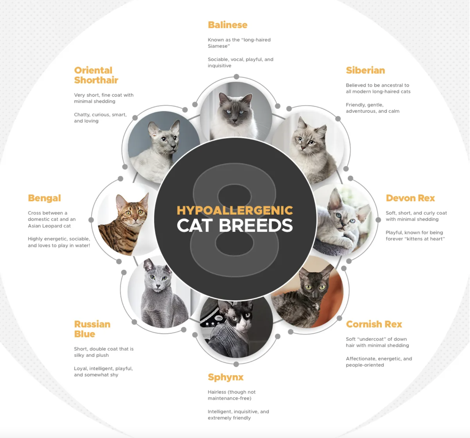 Infographic over 8 hypoallergene kattenrassen