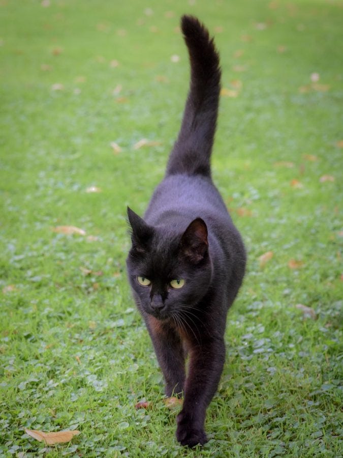 zwarte kat met staart hoog gehouden lopen op een gazon - kattenstaarttaal
