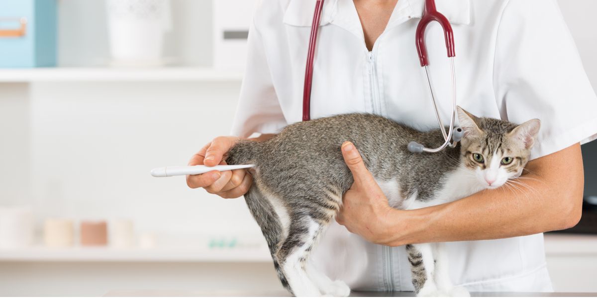 Koorts bij katten: symptomen, oorzaken, diagnose & behandeling
