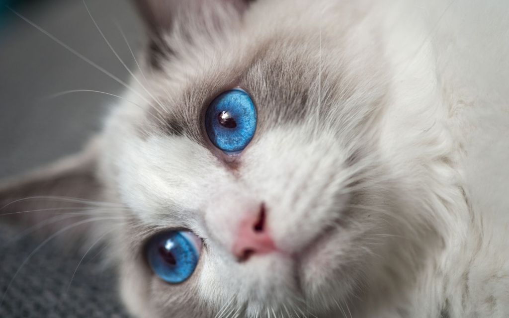 Ragdoll Cats Blauwe Ogen