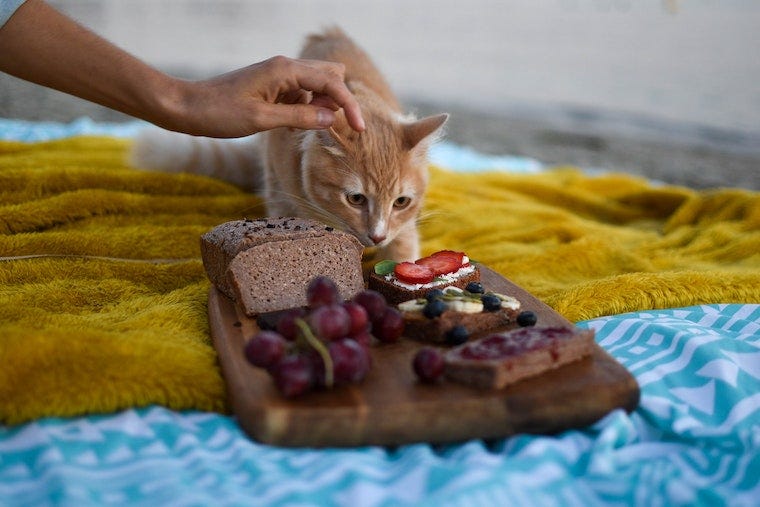 Oranje tabby kat naast snijplank met brood, druiven en gelei - kunnen katten druiven eten?