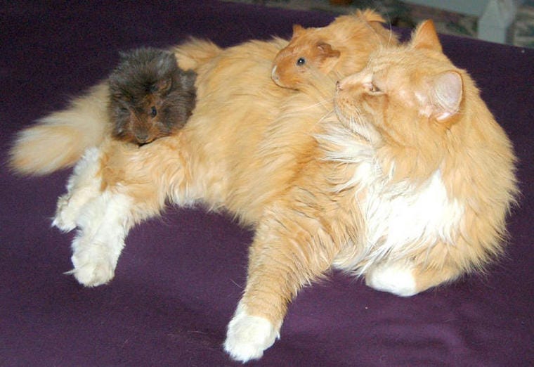 Langharige oranje kat met twee cavia's erop zitten - kunnen katten en cavia's met elkaar overweg?