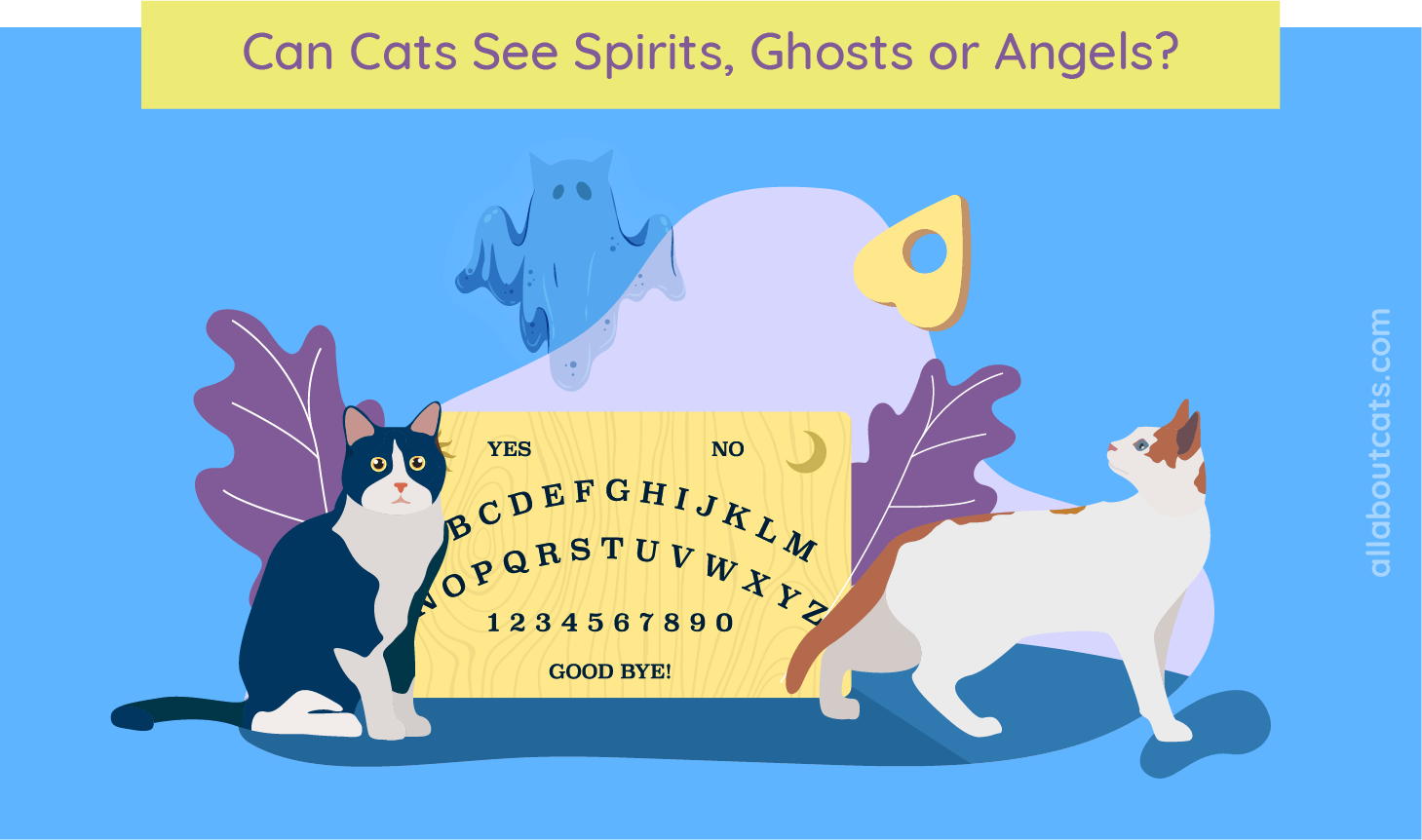 Kunnen katten geesten, geesten en engelen zien?