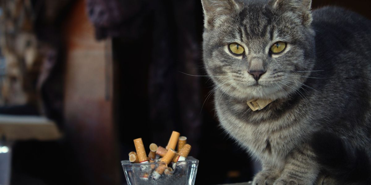 Kunnen katten high worden van het inademen van rook?