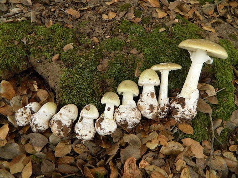 death cap paddenstoelen