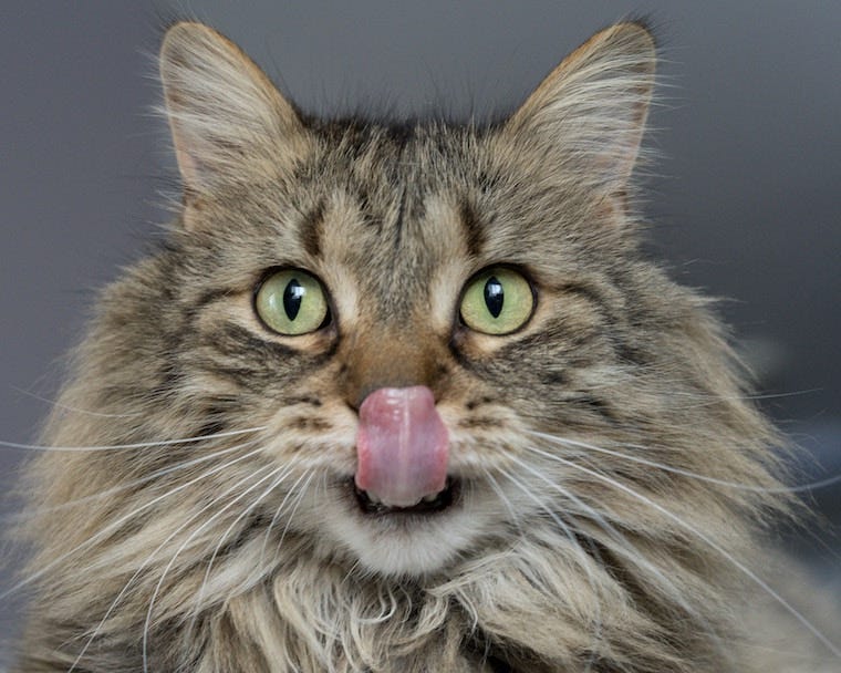 Grijze en bruine Maine Coon-kat die zijn mond likt - kunnen katten pindakaas eten?