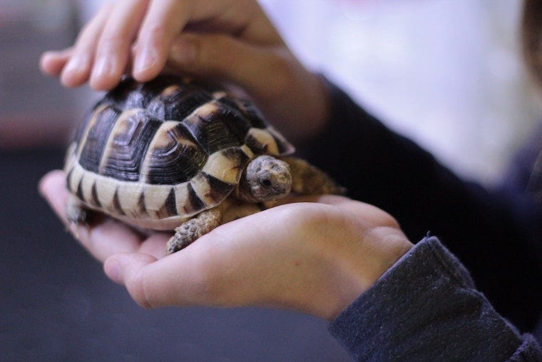huisdierschildpad in twee handen - kunnen katten salmonella van schildpadden?