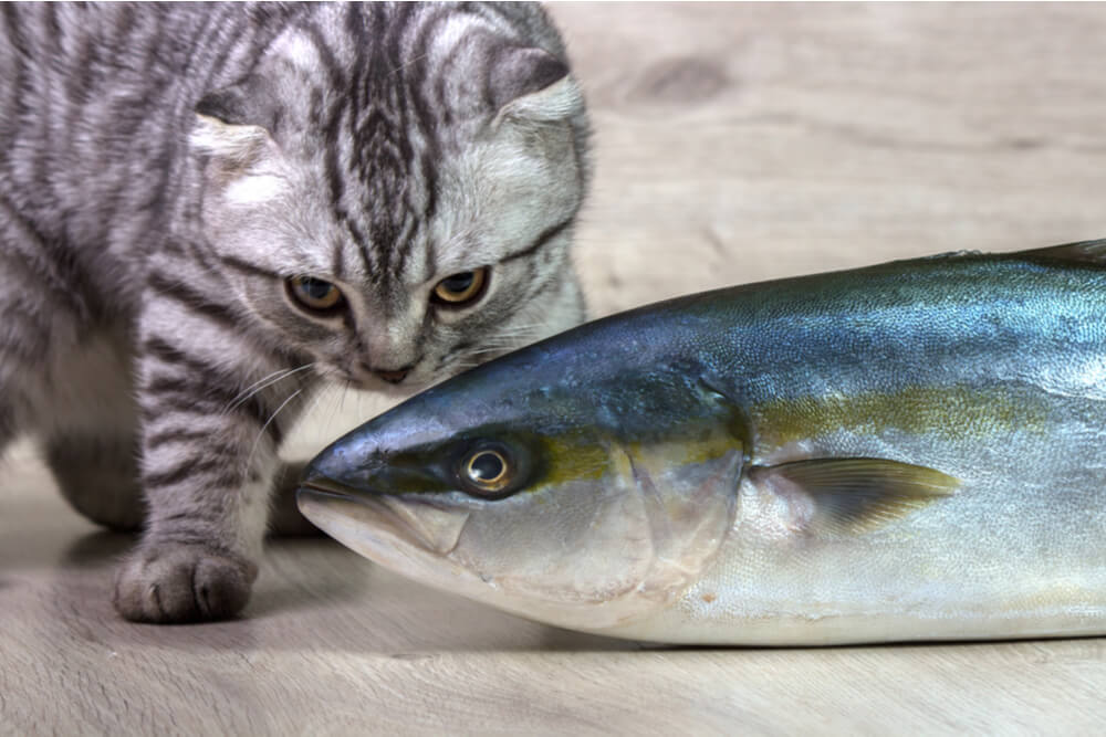 Kunnen katten tonijn eten Functie