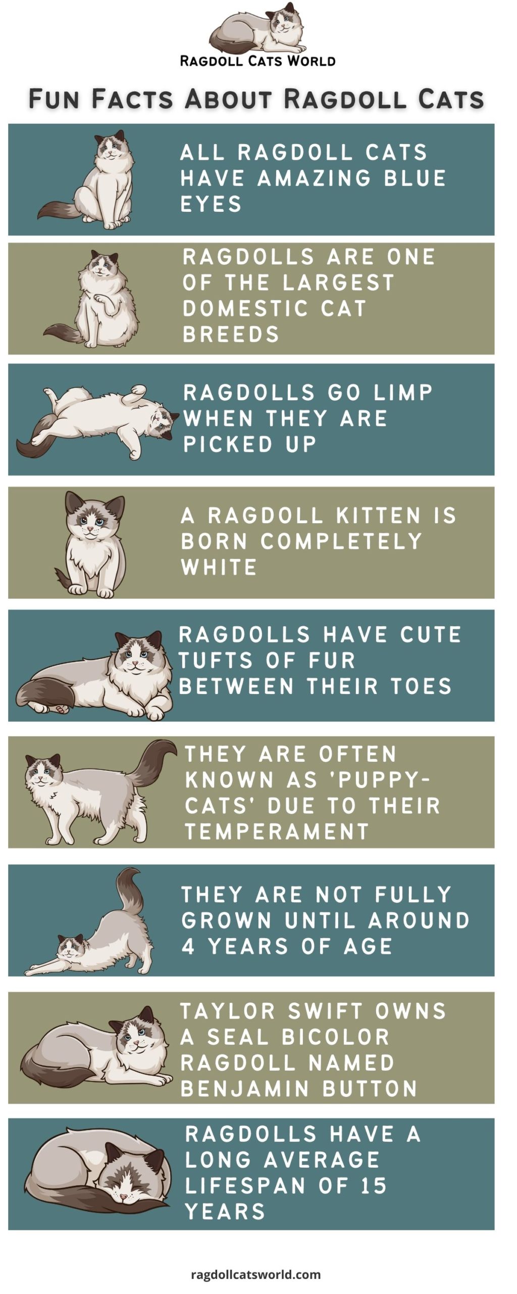 Ragdoll Cat Feiten