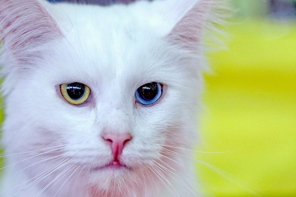witte Turkse Angora kat met één blauw oog, één geel oog