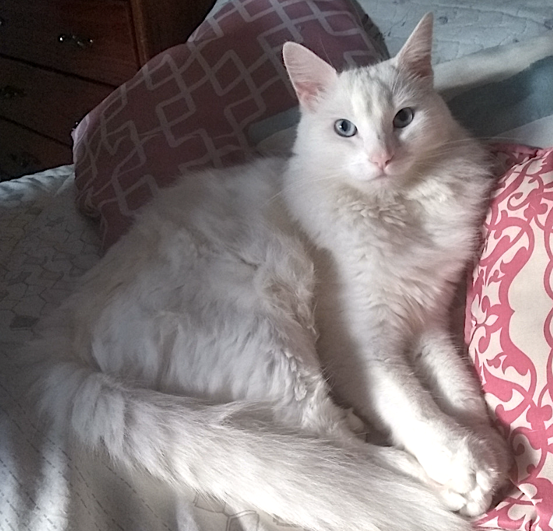 witte Turkse Angora kat liggend op deken