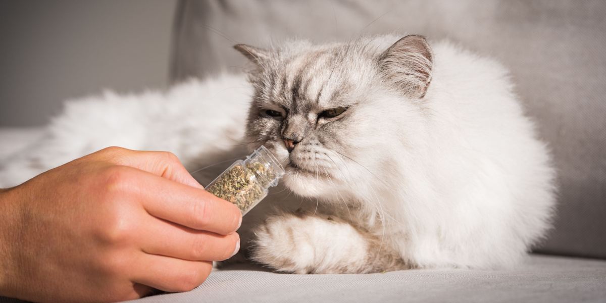 Maakt kattenkruid katten hoog?