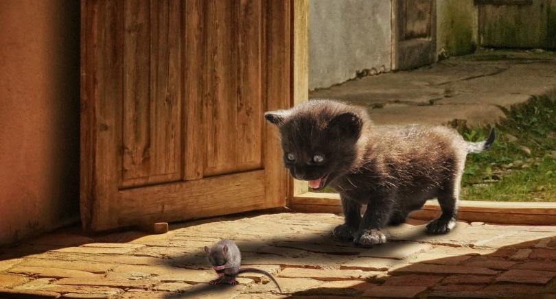 kitten op het punt om op een rat te springen