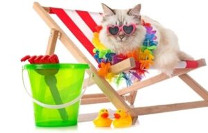 Moeten Ragdoll-katten koel worden gehouden in de zomer
