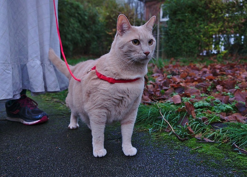 Kat die een harnas draagt tijdens een wandeling