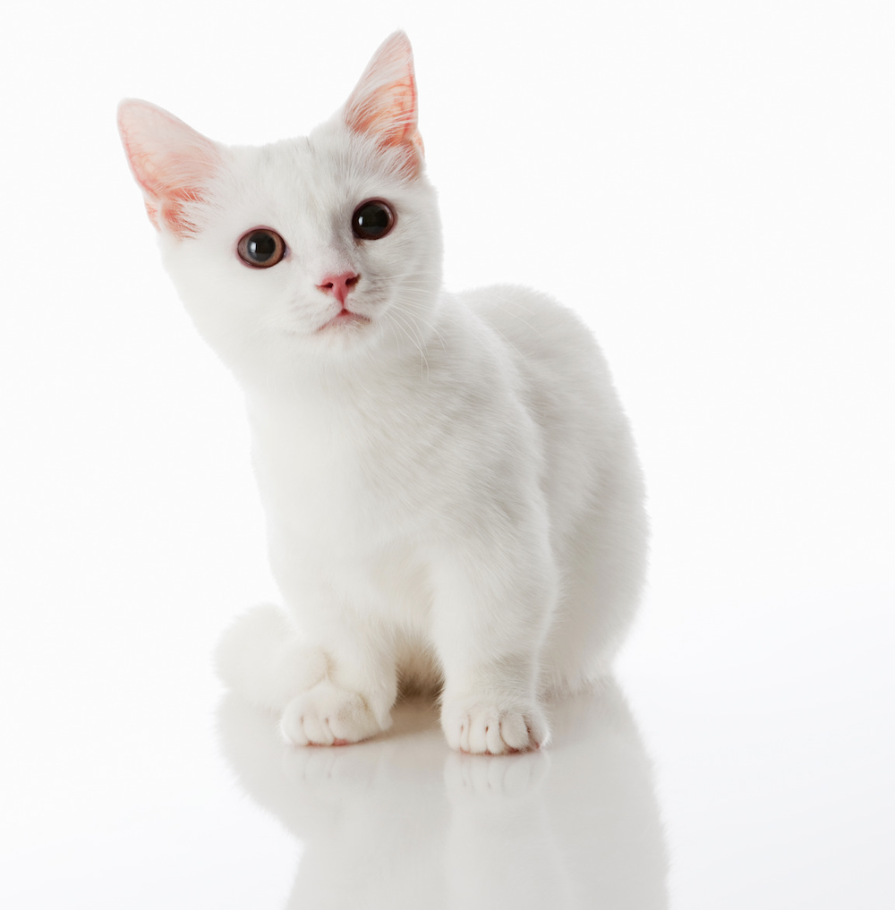 witte Munchkin kat