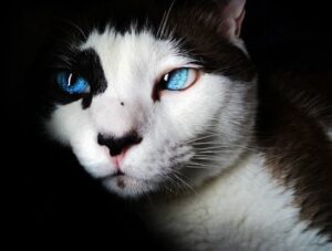 Ojos Azules Kat