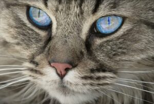 Ojos Azules kattenras