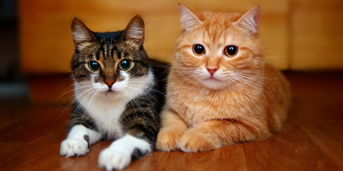 Onderzoek toont aan dat katten de namen van andere katten kunnen herkennen