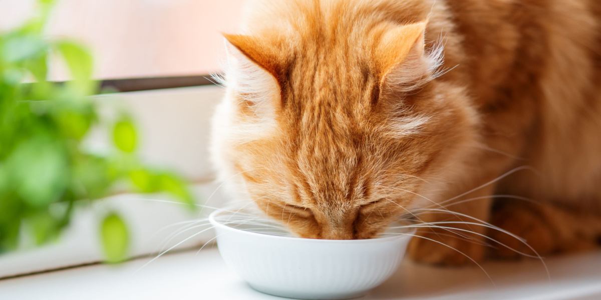 Pedialyte voor katten: Overzicht, Dosering &bijwerkingen